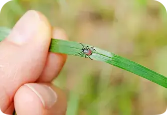 7 Things You Need to Know About Lyme Disease